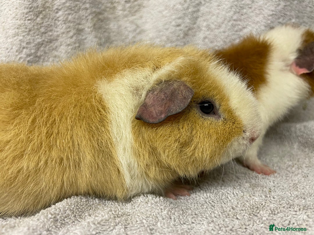 Guinea Pig rodents for sale: Various male teddy Guineapigs for sale  - Advert 5