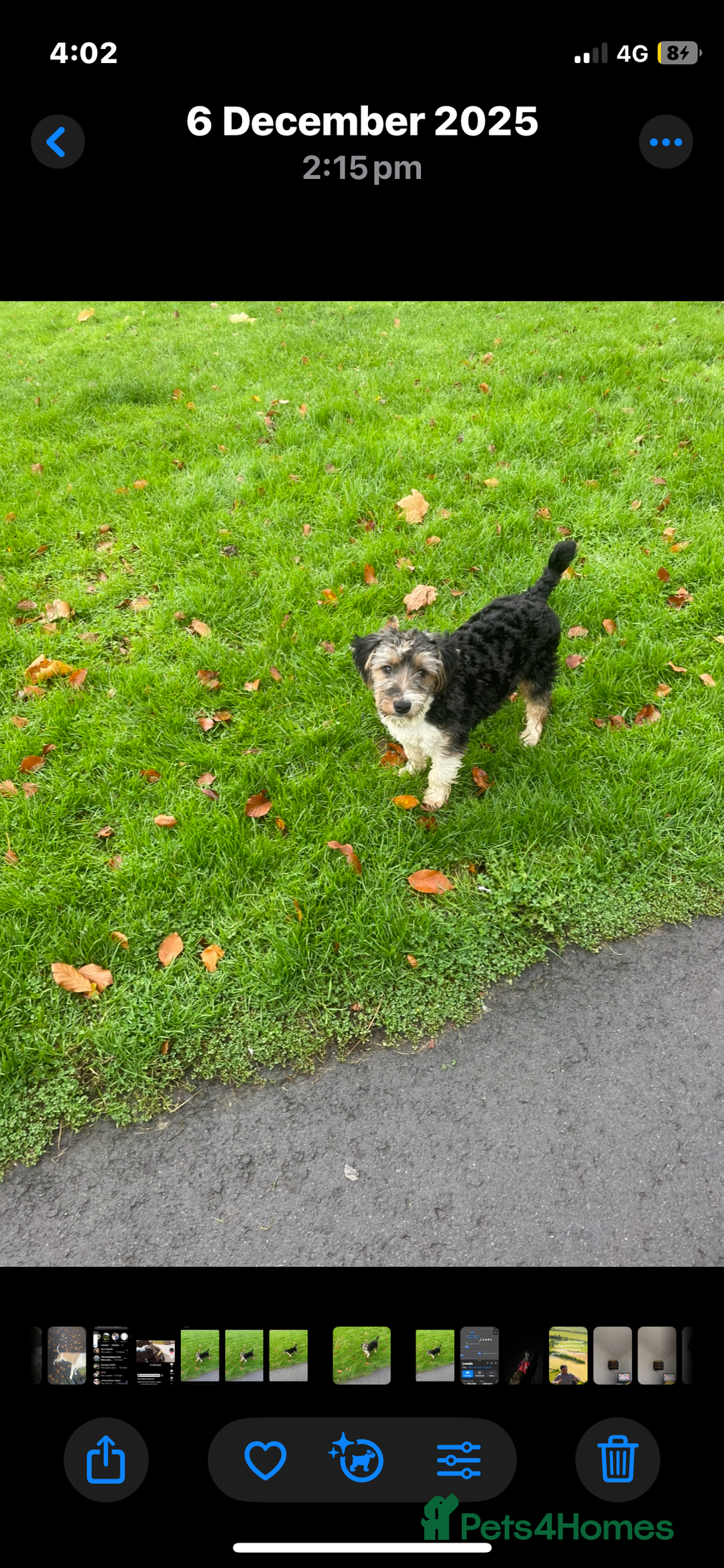 Mixed Breed dogs for sale: Jack russle x - Advert 3