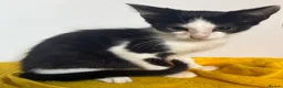 Mixed Breed cats for sale: Little ones are looking for loving home - Advert 3
