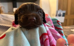 Cocker Spaniel dogs for sale: Final 2 pups in the Litter - Image 6