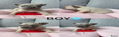 French Bulldog 2
