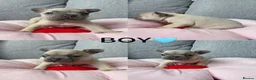 French Bulldog dogs for sale: Beautiful French Bulldog Puppies Available in Leicester - Advert 9