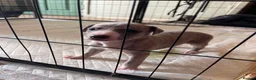 Whippet dogs for sale: Beautiful Whippet puppy's for sale - Advert 21