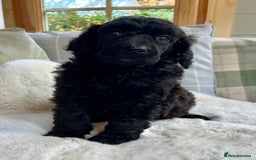 Standard Poodle dogs for sale: KC reg standard poodles  - Image 7
