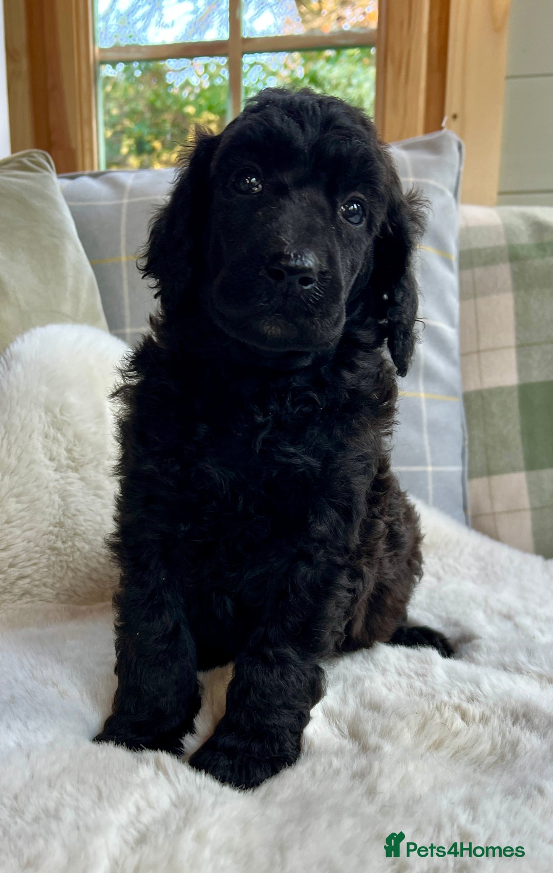 Standard Poodle dogs for sale: KC reg standard poodles  - Image 7