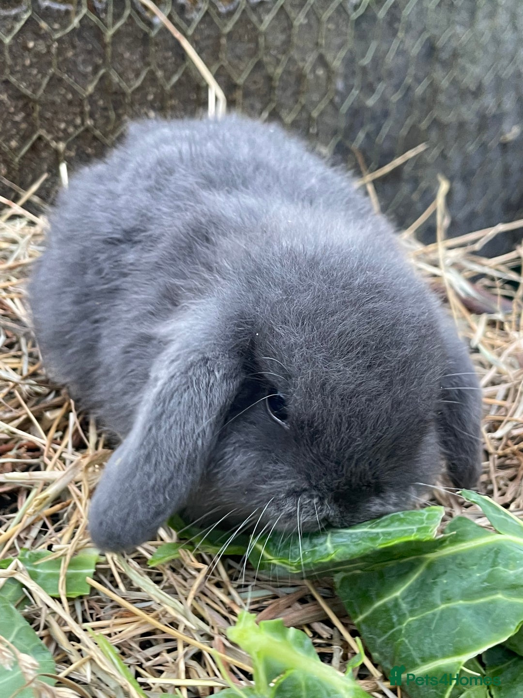 Mini Lop rabbits for sale: Beautiful mini lop babies  - Advert 30