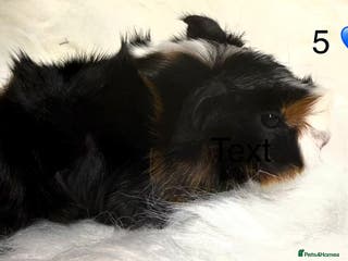 Guinea Pig rodents Adult boars, Rex and Funky Guinea Pigs - Advert 1