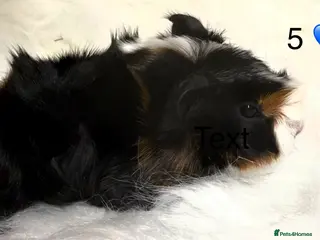 Guinea Pig rodents Adult boars, Rex and Funky Guinea Pigs - Advert 5