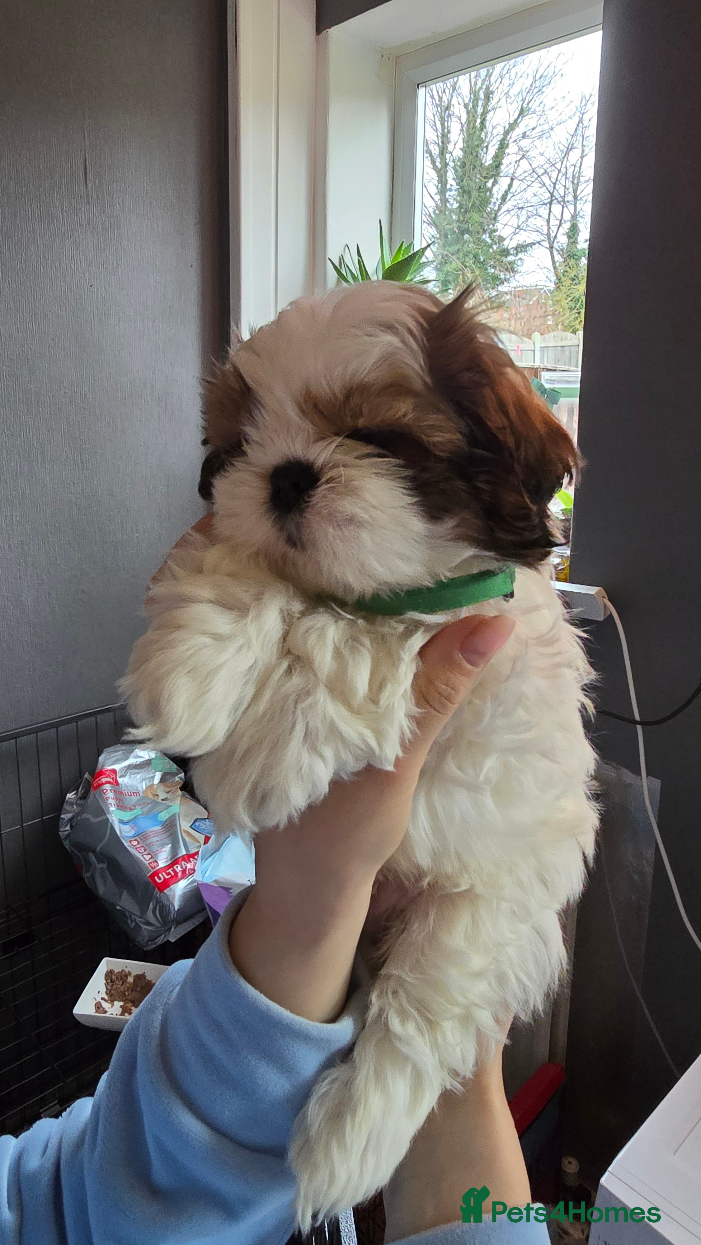 Shih Tzu dogs Shih Tzu Puppy for Sale - Advert 12