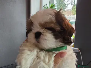 Shih Tzu dogs Shih Tzu Puppy for Sale - Advert 12