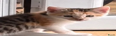 Calico 