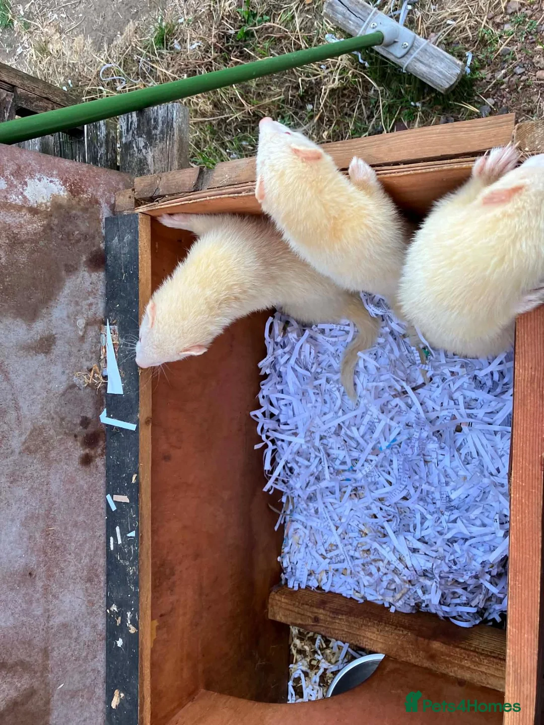 Ferret rodents for sale: Albino ferrets for sale - Advert 2