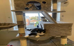 Mixed Breed cats for sale: Adorable Kittens Looking for Forever Homes! 🐱💕 - Image 22