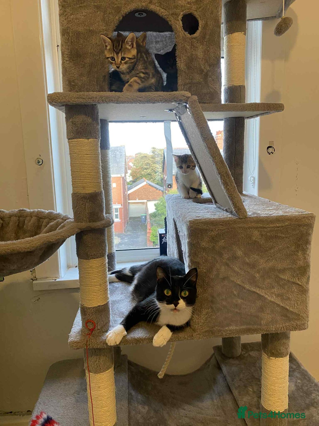 Mixed Breed cats for sale: Adorable Kittens Looking for Forever Homes! 🐱💕 - Image 22