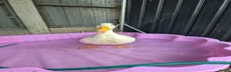 Ducks poultry for sale: Runner cross ducks unsexed  - Advert 1