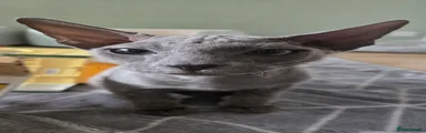 Sphynx 2