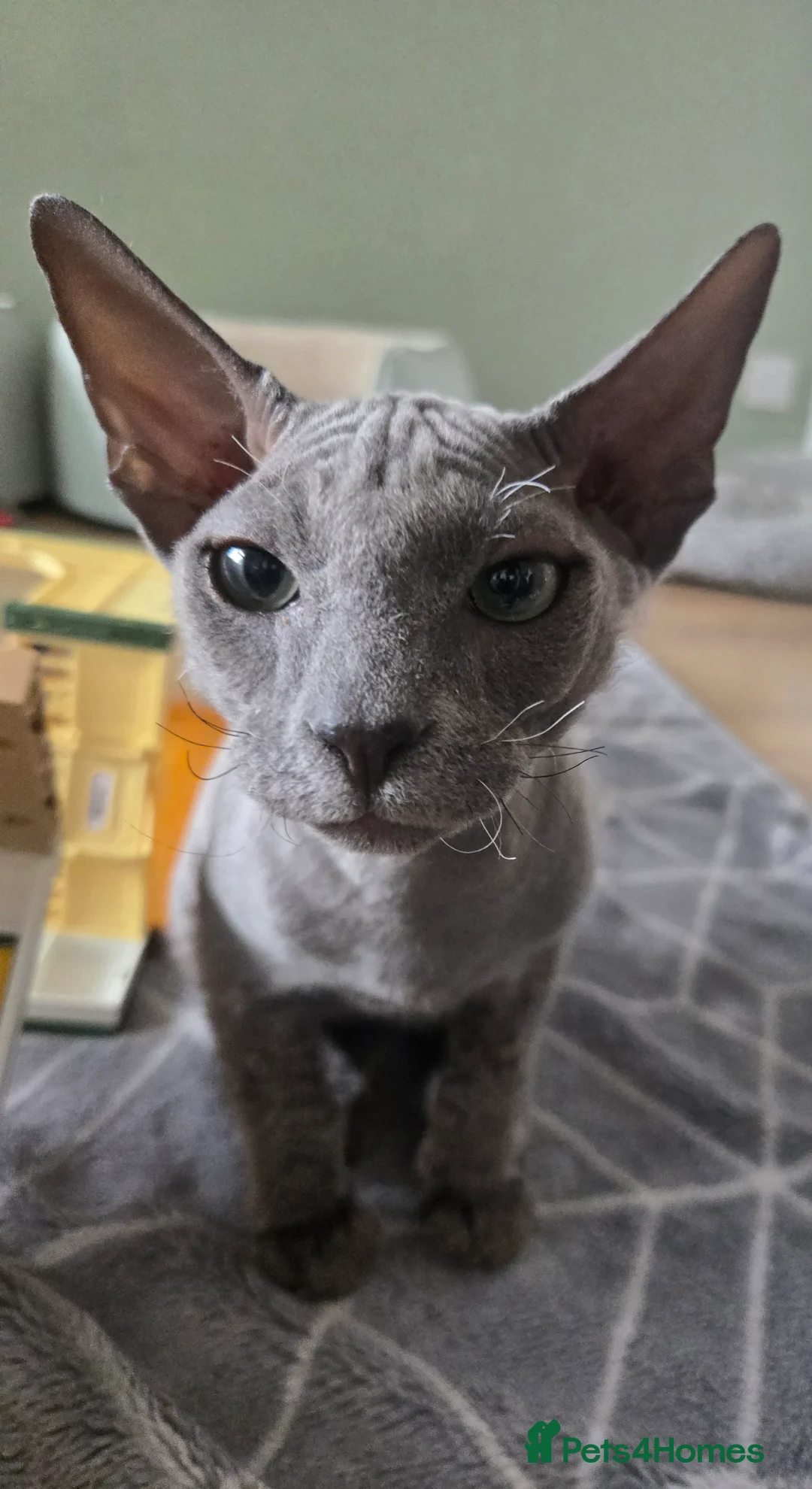 Sphynx cats for sale: Elegant Grey Velvet Boys  - Advert 2