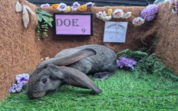 Continental Giant rabbits for sale: Pure Continental Giant Vaccinated  - Image 25