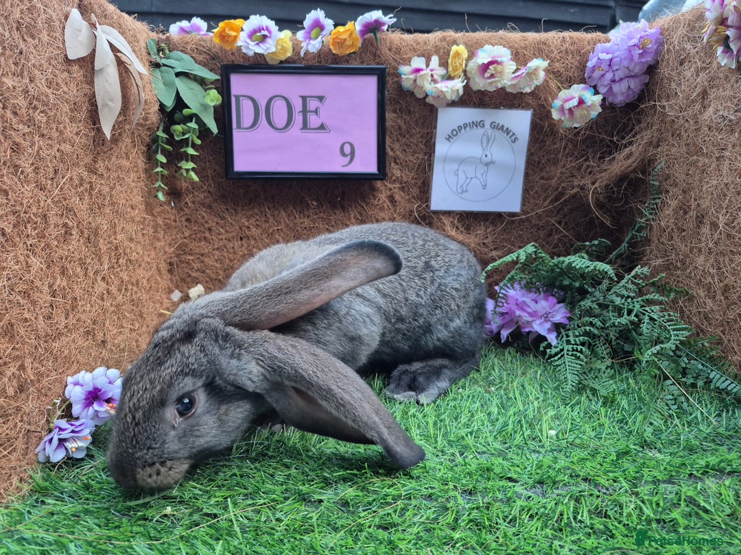 Continental Giant rabbits for sale: Pure Continental Giant Vaccinated  - Image 25