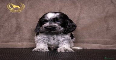 Cocker Spaniel dogs - Advert 3
