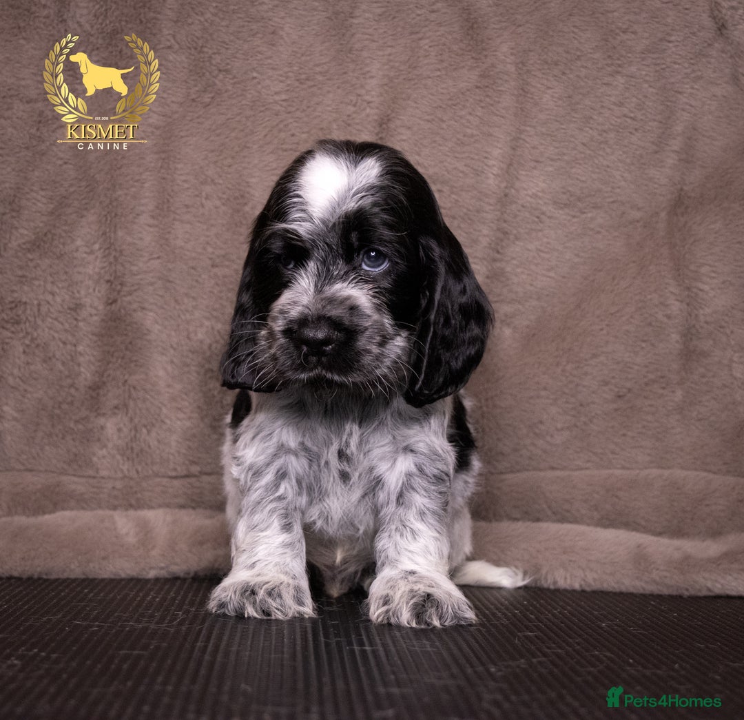 Cocker Spaniel dogs for sale: BEAUTIFUL SHOW TYPE BLUE ROANS - Image 2