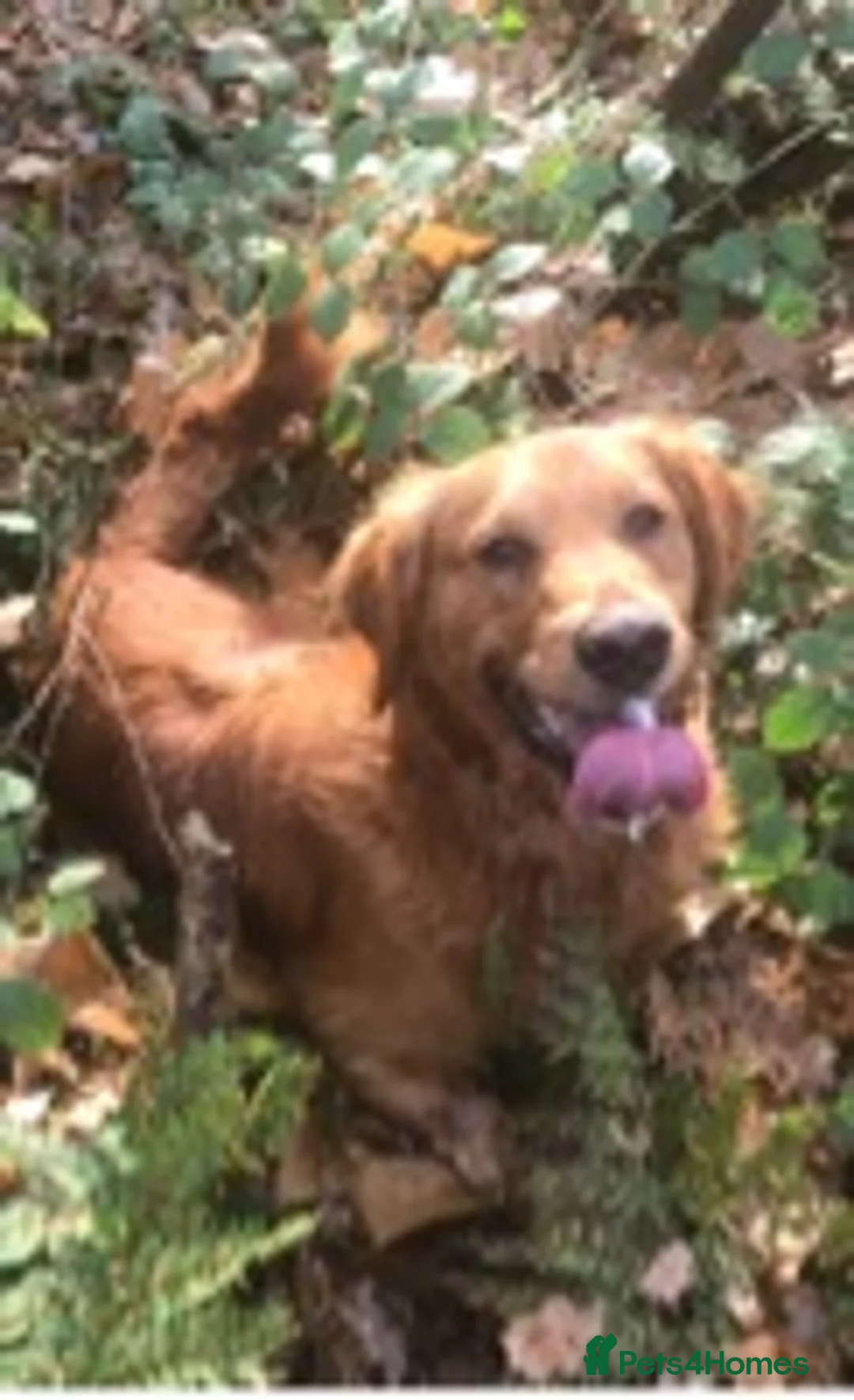 Golden Retriever dogs for stud: Extensively  fully health tested kc reg in Market Drayton - Advert 7