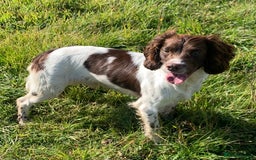 English Springer Spaniel dogs for stud: HEALTH TESTED FTCH bred springers for stud - Image 6