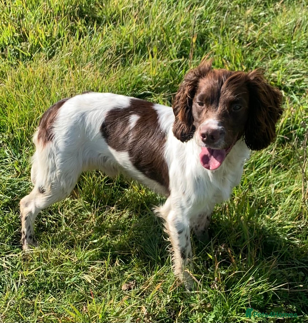 English Springer Spaniel dogs for stud: HEALTH TESTED FTCH bred springers for stud - Image 6