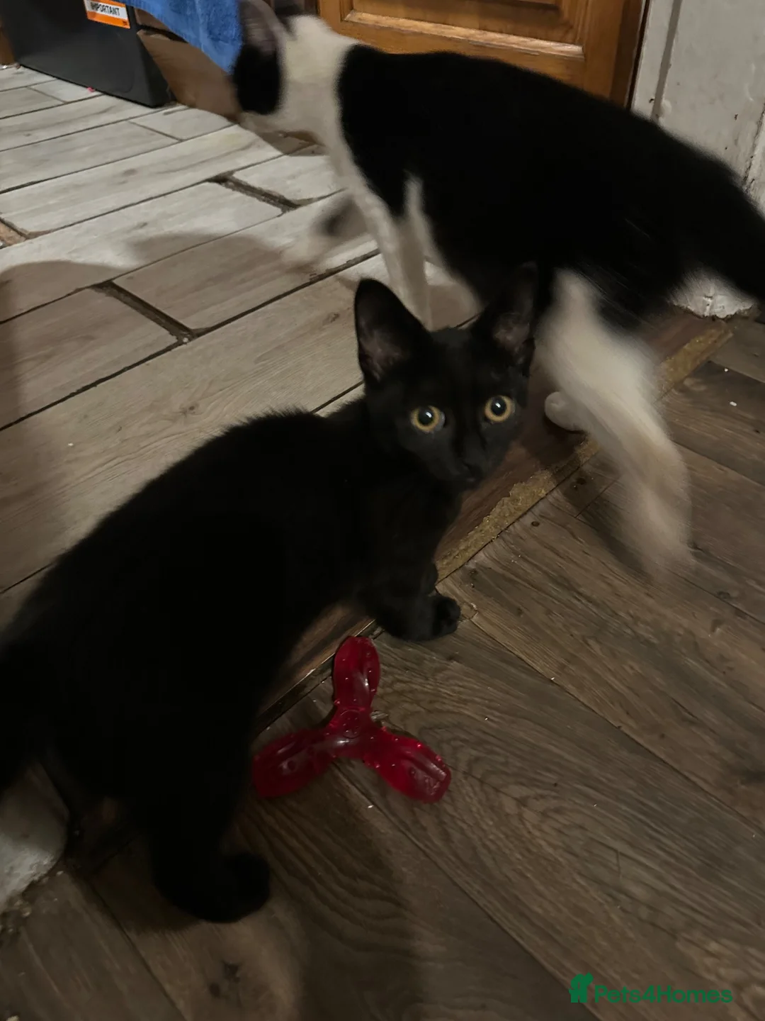 Mixed Breed cats for sale: Two kittens ready for sale asap - Advert 3