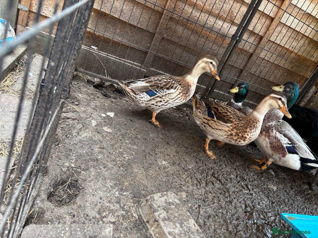 Ducks poultry for sale: Silver Appleyard Ducks - Image 2
