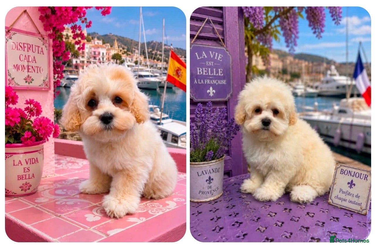 Maltipoo dogs Maltipoo puppies exceptional quality  - Advert 1