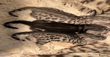 Bengal cats - Advert 6