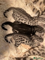 Bengal cats - Advert 6