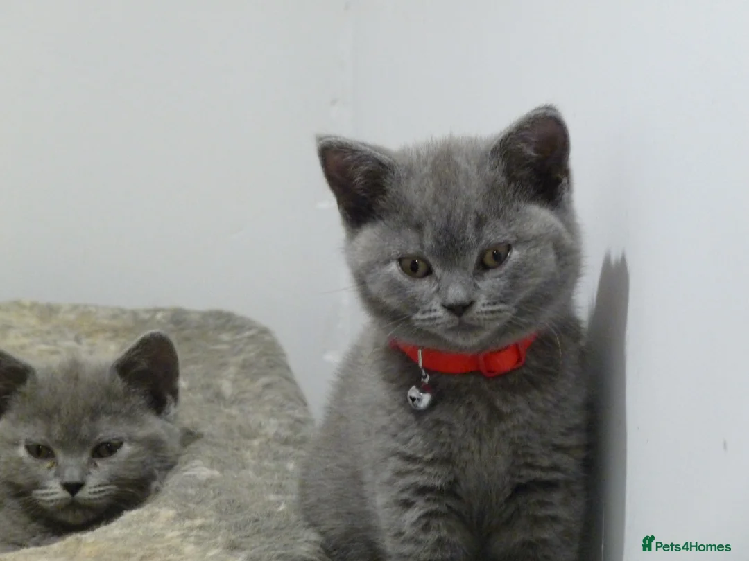 British Shorthair cats for sale: four beautiful british shorthair kittens for sale - Advert 18