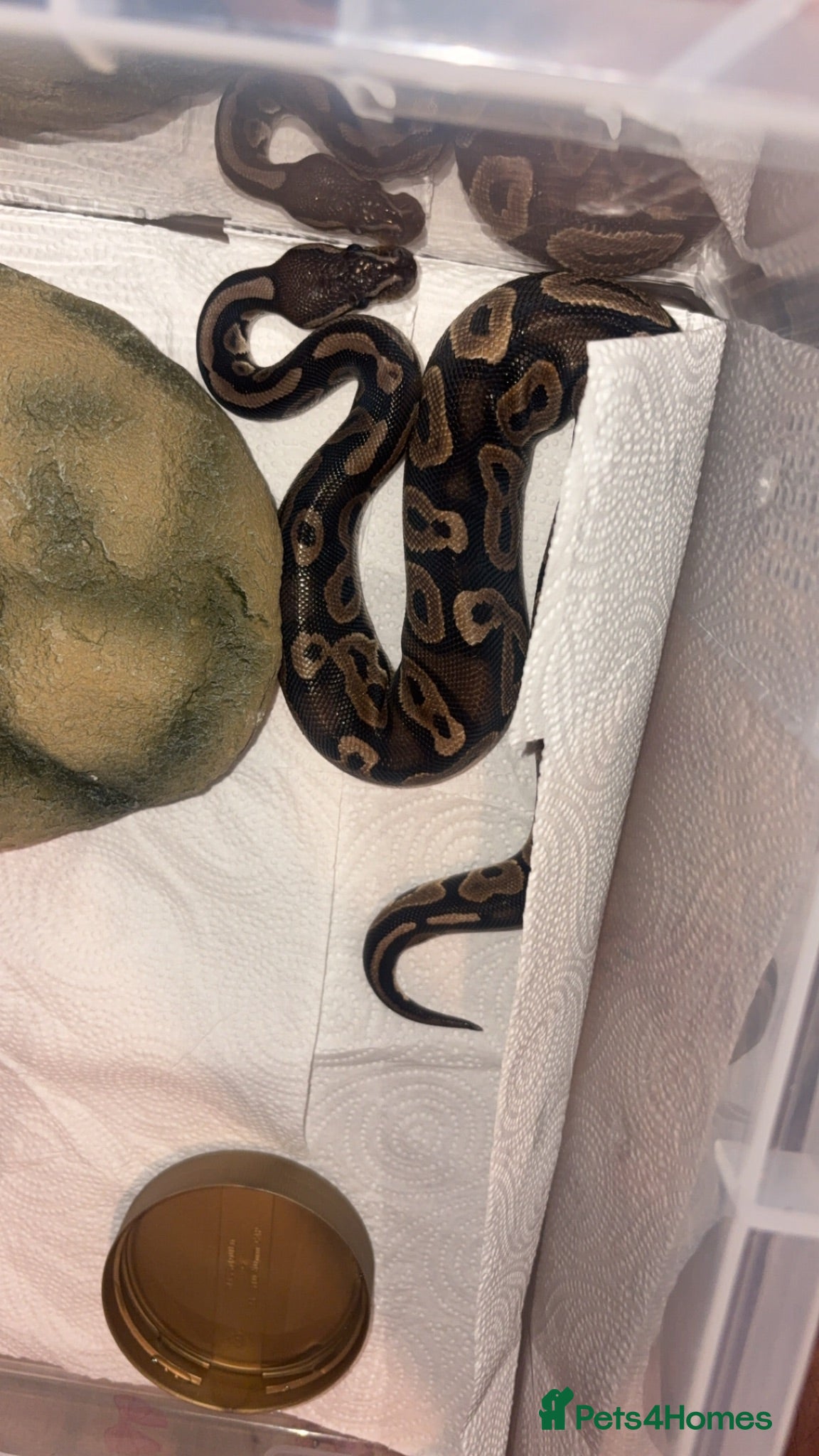 Python Snake reptiles Ball python  - Advert 17