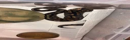Python Snake reptiles for sale: Ball python  - Advert 1