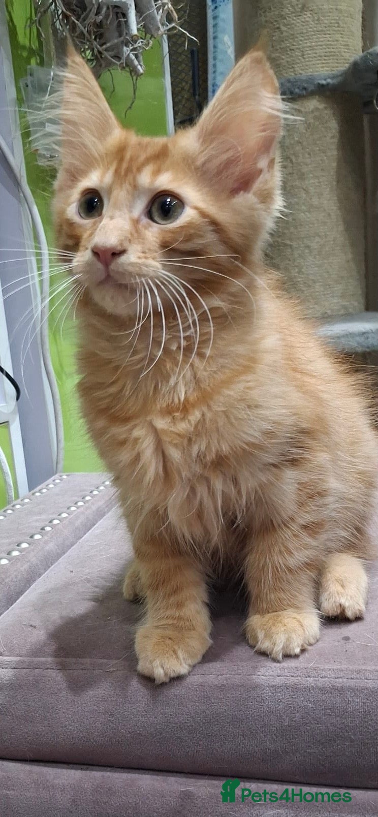 Maine Coon cats Maine Coon Kittens  - Advert 2