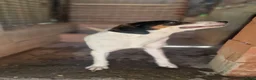 Mixed Breed dogs for adoption: Curro in Alfreton - Advert 5