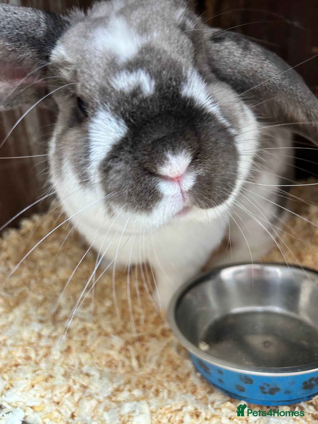 Mixed Breed rabbits for sale: Rabbits for sale  - Advert 4