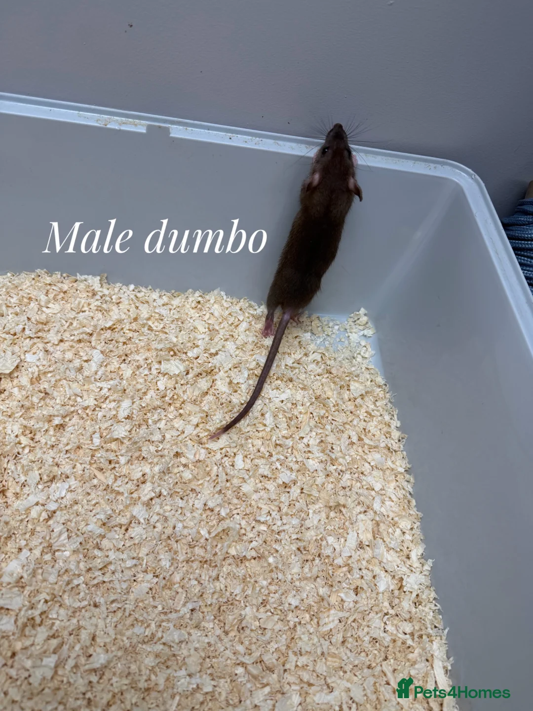 Rat rodents for sale: Mixed sex dumbo rats - Advert 5