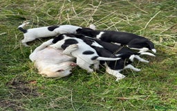 Mixed Breed dogs for sale: Beagle x Springer Spaniel - Image 2