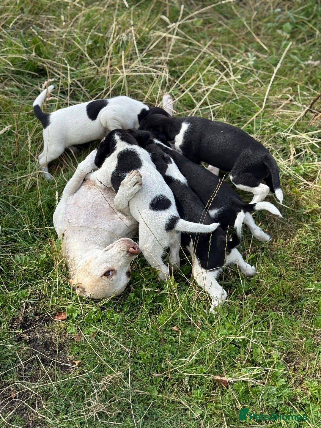 Mixed Breed dogs for sale: Beagle x Springer Spaniel - Image 2
