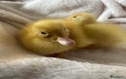 Ducks poultry for sale: Pure Aylesbury ducklings  - Image 3