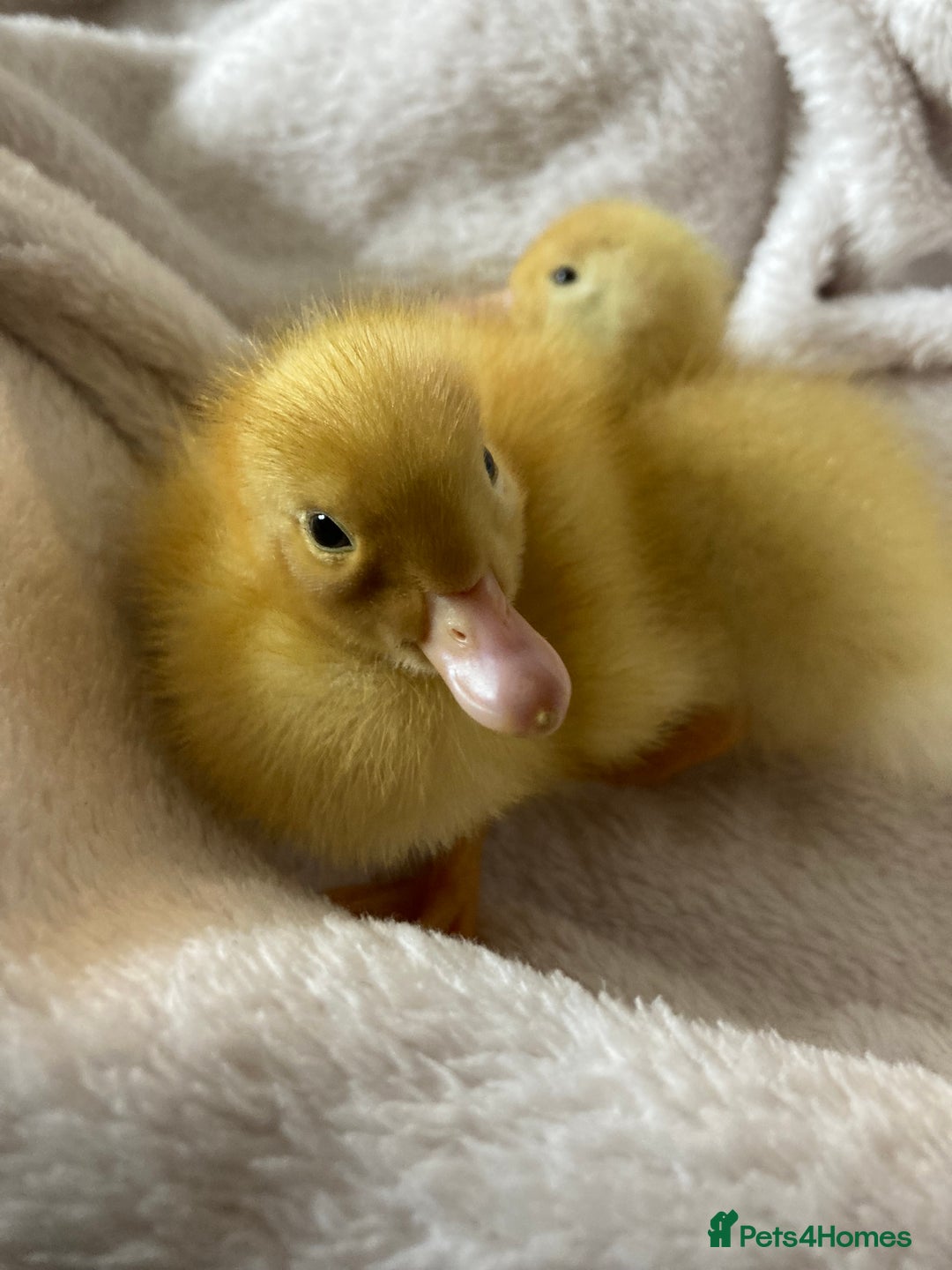 Ducks poultry for sale: Pure Aylesbury ducklings  - Image 3
