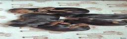 Yorkshire Terrier dogs for sale: 5 beautiful Yorkshire terrier pups  in Oswestry - Advert 8