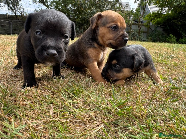 Jack Russell dogs - Advert 2