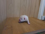 American Bully Puppy 5