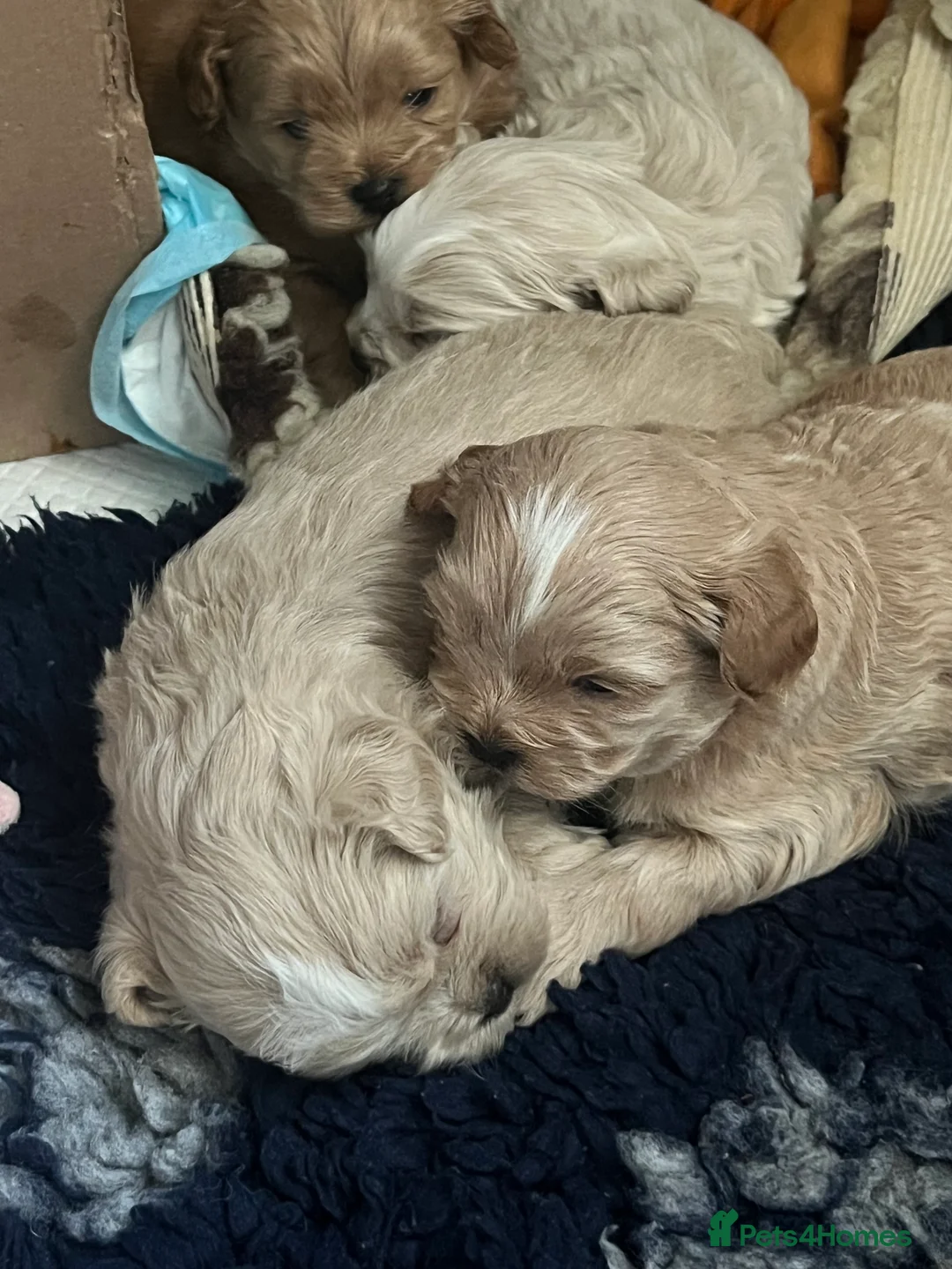Shihpoo dogs for sale: Stunning Shih poo puppies  - Advert 4