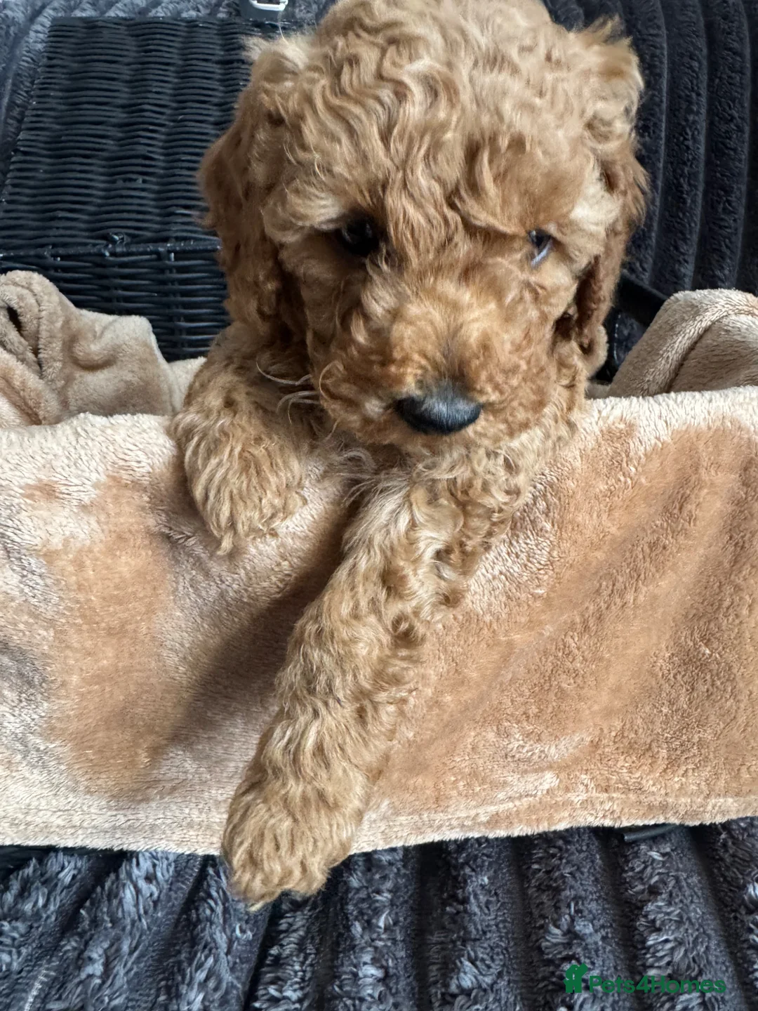 Toy Poodle dogs for sale: 4 beautiful toy poodle puppies  in Burton-on-Trent - Advert 32