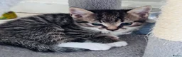 Mixed Breed cats for sale: Mixed tabby kittens  - Advert 4